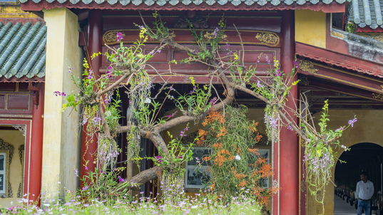 Kỳ hoa dị thảo quy tụ tại vườn Thượng uyển Hoàng cung Huế