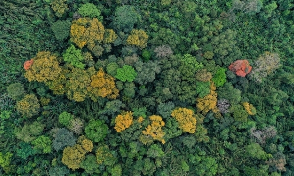 Need adopt a new strategy for promoting the multiple-use value of forest ecosystems