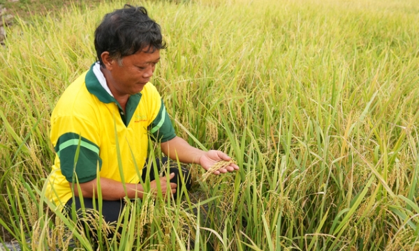 Attracting investment for the project to grow one million hectares of high quality rice