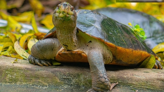Let’s conserve 26 species of tortoises and freshwater turtles in Vietnam together