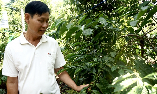 Adopting precision agriculture for the sustainable development of coffee and pepper