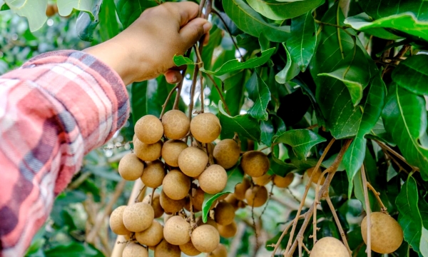 Diversifying export markets for Vietnamese lychee and longan