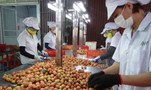 Thanh Ha lychee aims to connect export and domestic consumption
