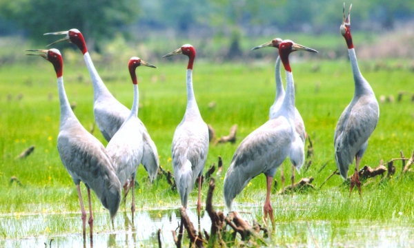 Red-crowned crane conservation in association with livelihood development