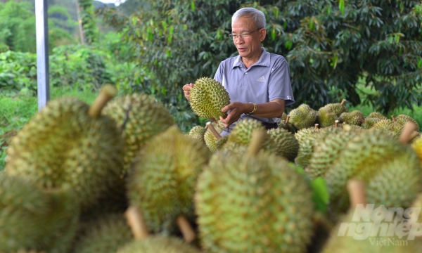 The harvest season has arrived at the durian hub of Lam Dong
