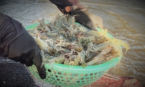 The spring - summer shrimp downs 10 - 20% in prices
