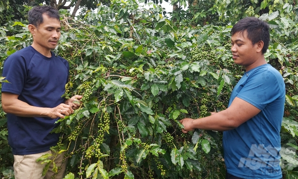 Đan Mạch hỗ trợ Quảng Trị sản xuất cà phê không gây mất rừng