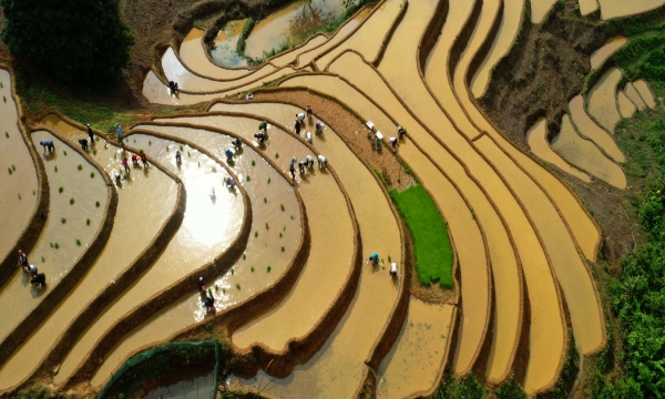 Planting rice in the watering season on terraced fields