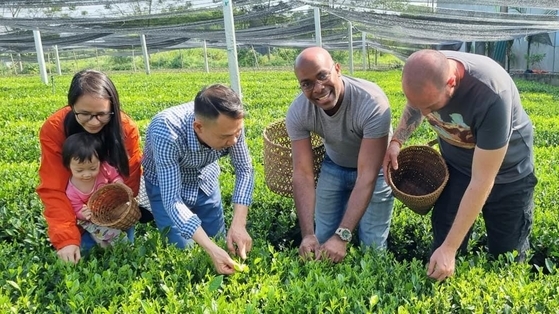 Organic tea production: Aiming to restore soil health