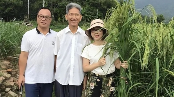 Trung Quốc đưa vào sản xuất giống lúa được lai tạo giữa lúa và tre