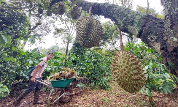 The first 3-star OCOP frozen durian product in Dak Lak province