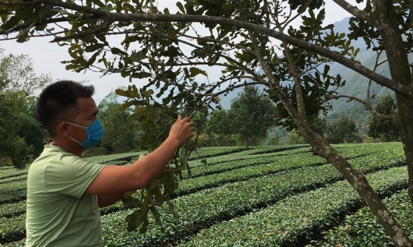 Intercropping macadamia with tea doubles the benefits