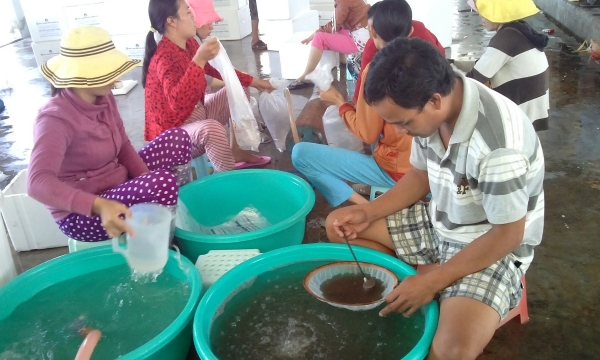Eight tasks to protect the Binh Thuan shrimp seed brand