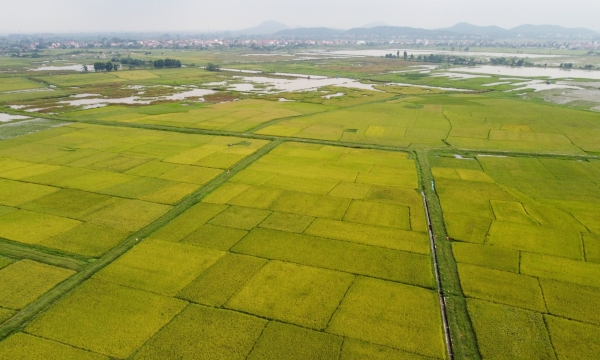 Increase 50,000 hectares of autumn-winter rice in the Mekong Delta to seize market opportunities