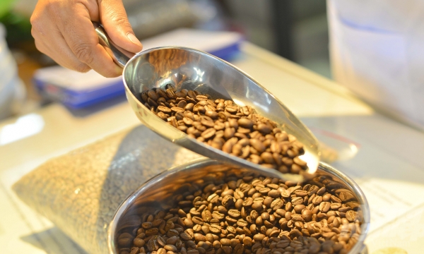 Cần chiến lược mới cho cà phê robusta