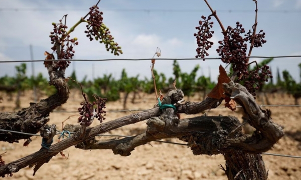 Khô hạn kỷ lục, ngành rượu vang Tây Ban Nha lo thất thu lớn