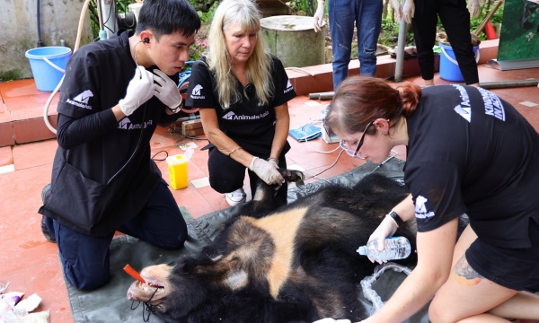 Rescue the last sun bear in Ha Nam province