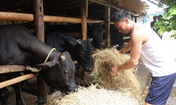Massive cattle imports are causing the price of live cattle in Ha Tinh to plummet