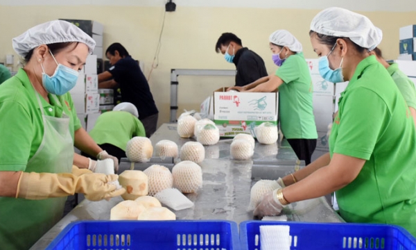Doanh nghiệp Việt Nam có thể bắt đầu xuất khẩu dừa sang Mỹ 'ngay lập tức'