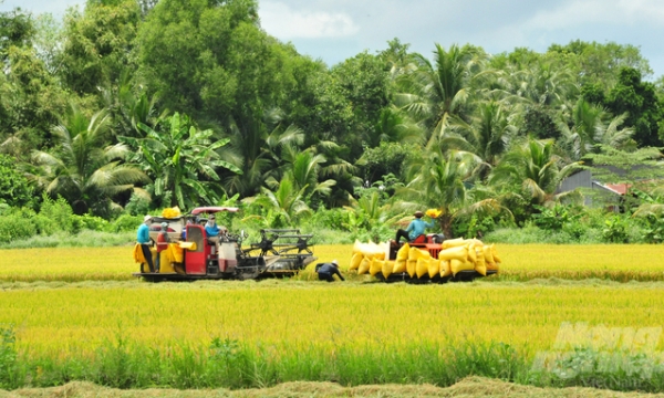 Tăng cường công tác bảo vệ thực vật trong sản xuất lúa