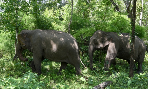 New initiative and events to celebrate World Elephant Day: Launching ASIAN Elephant Alliance