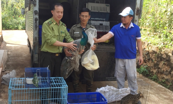Ho Chi Minh City's forest rangers rescue nearly 550 wild animals