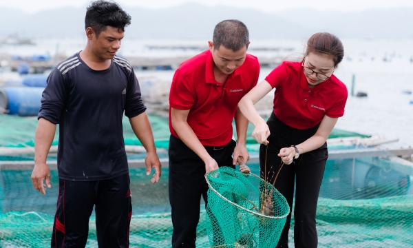 Agribank Phu Yen promotes the development of lobster farming