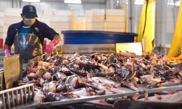 Inside the pangasius catfish factory that supplies over 100 countries