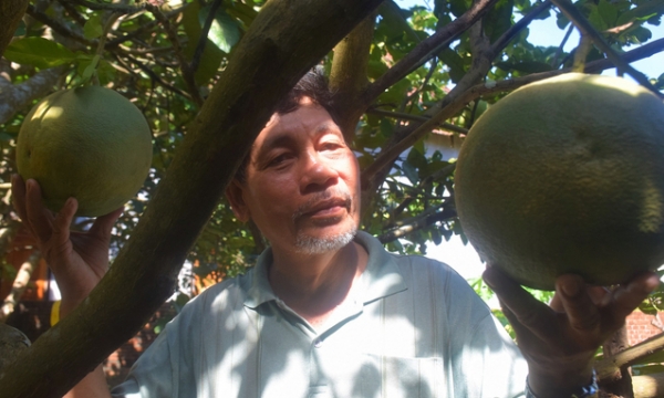 Secret to have a good harvest in the failed pomelo crop