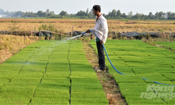 Many localities in the Mekong Delta rapidly increase the area of autumn-winter rice