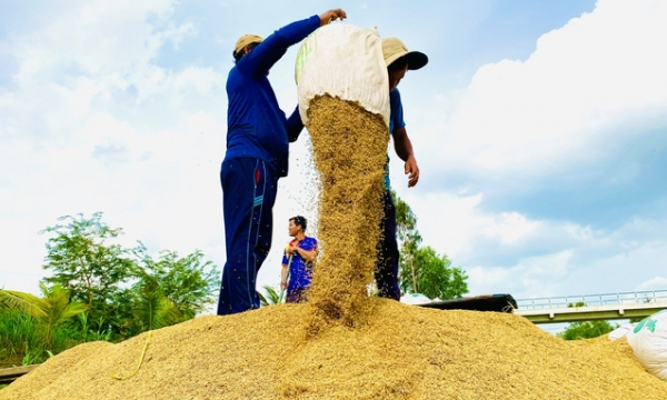 Value chain integration in rice production empowers farmers