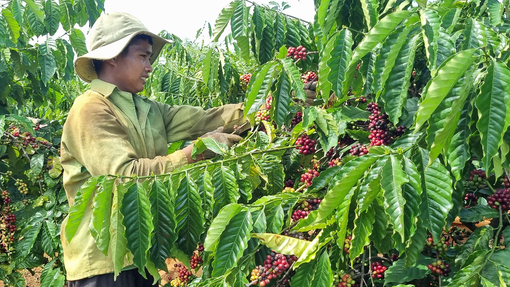 Support cooperatives to build high-quality coffee development infrastructure