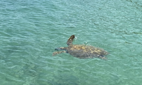 Rare sea turtle spotted in Co To