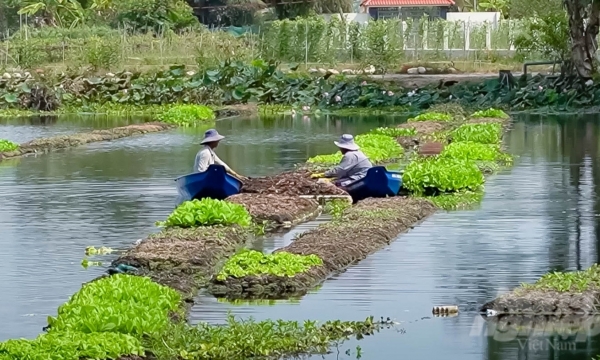 Originally growing aquatic organic vegetables on the lake surface