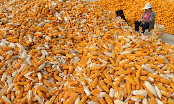 Trung Quốc mở rộng thử nghiệm trồng ngô và đậu nành biến đổi gen