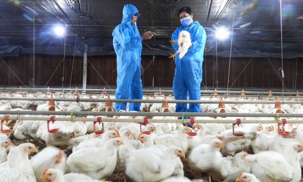 Enabling the expansion of poultry exporter's production capacities