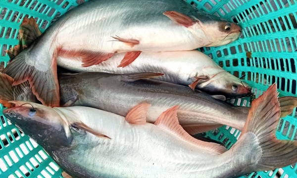 China, Asia, and Africa: Potential Markets for pangasius