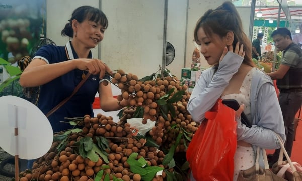 Tuần lễ nhãn lồng Hưng Yên lần đầu tổ chức tại Quảng Ninh
