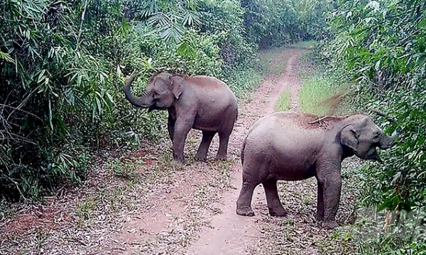 Dong Nai to be the first province to adopt new elephant protection initiatives