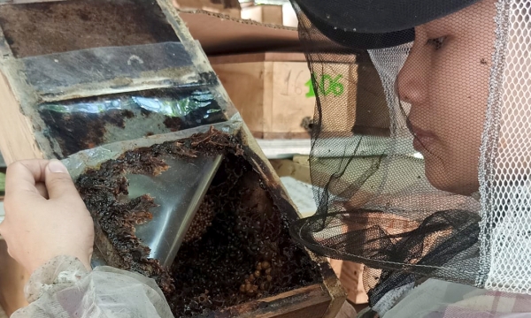 Vietnam's honey industry expects fair treatment under WTO regulations