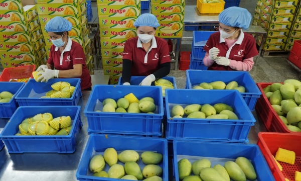 Tiếp tục nâng cao năng lực tuân thủ tiêu chuẩn chất lượng trái cây Việt