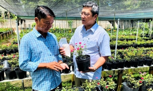 Tan Quy Dong Ornamental Flower Cooperative contributes to enhancing the Sa Dec ornamental flower brand