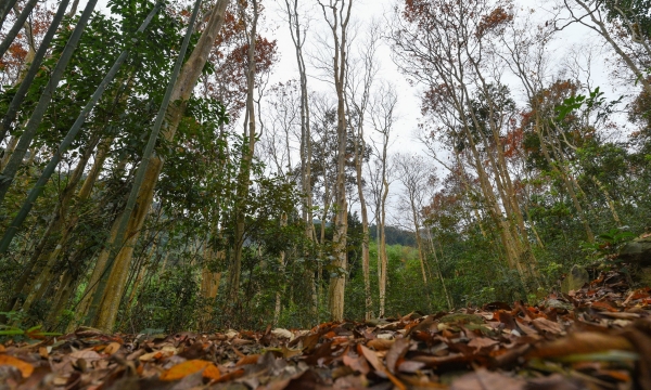 Vietnam receives over 41 million USD for first time sale of forest carbon credits