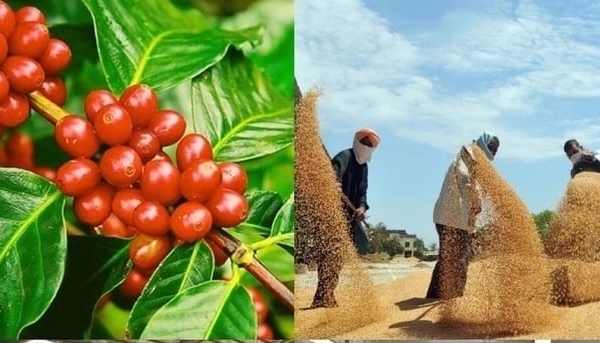 Exports of agro-forestry-fishery products in nine months reached USD 38.48 billion