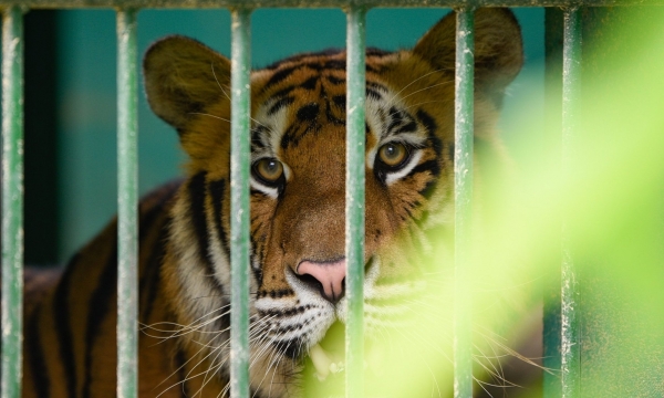 Regenerate grasslands for Indochinese tigers to return