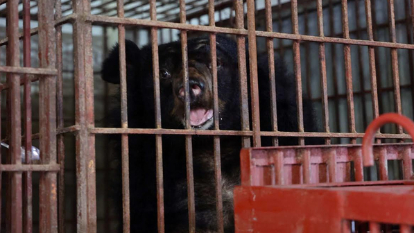 The bear rescue center in Bach Ma received the first 2 bears