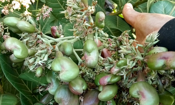 Vietnam's cashew nut exports maintain a high growth rate