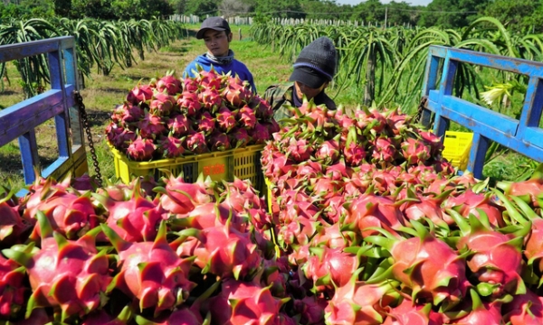 Reviving the dragon fruit product: Avoid ‘putting eggs in one basket’