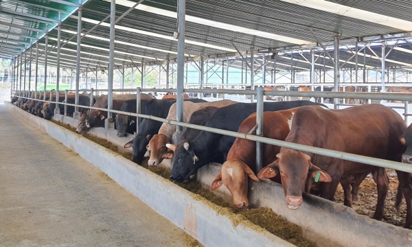 Dak Lak with the opportunity to become a biosafety center in husbandry