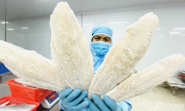 Pangasius exports are on the mend